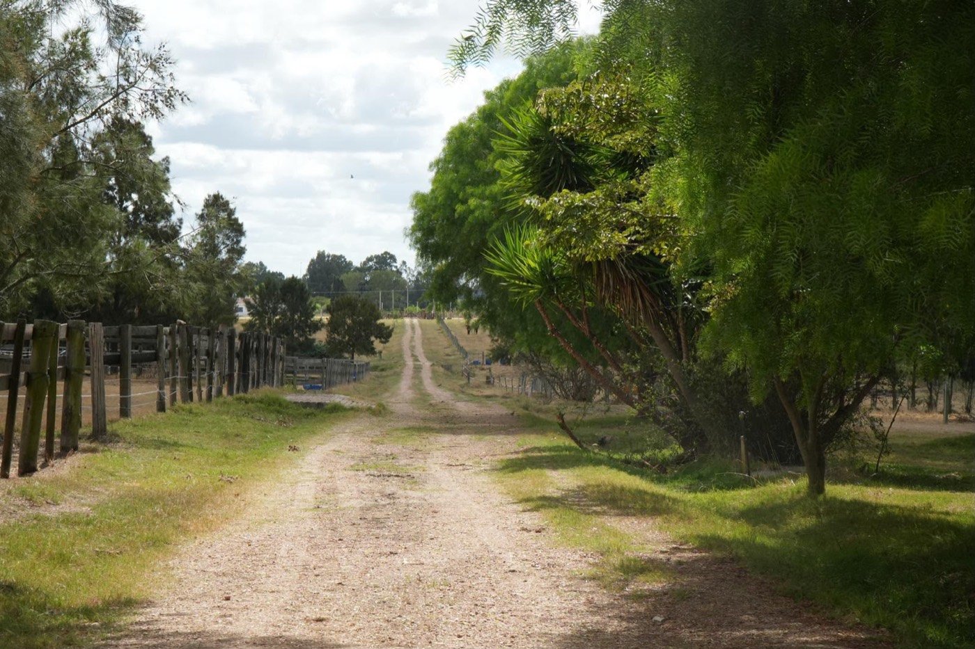 Camino entre los potreros