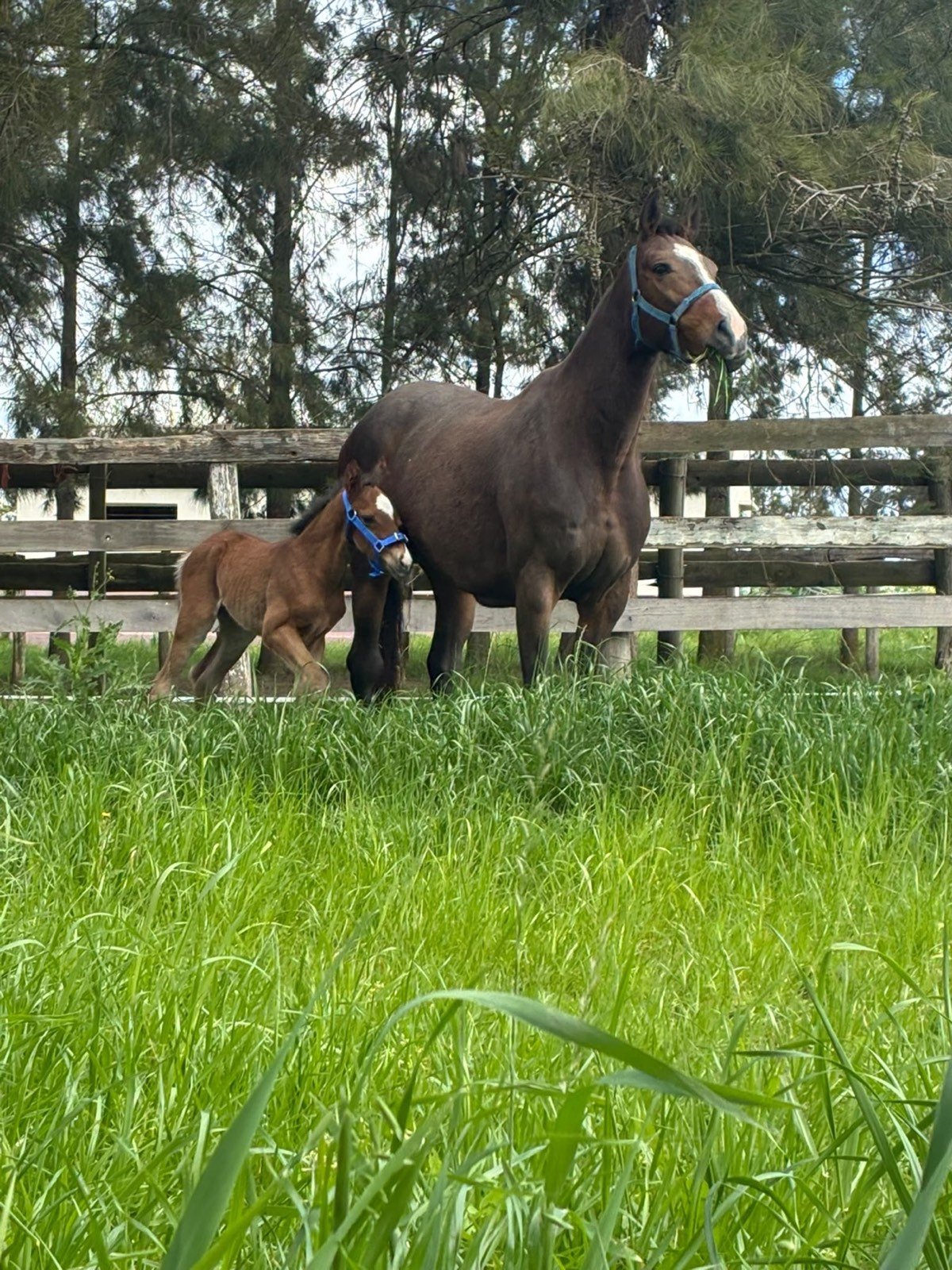 Yegua con su potrillo en el pasto del haras