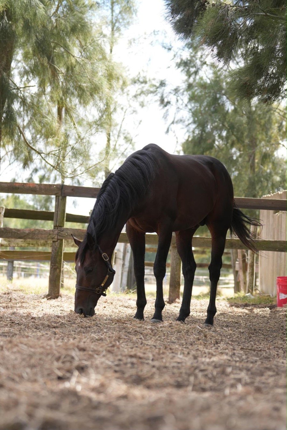 Caballo en un redondel del haras